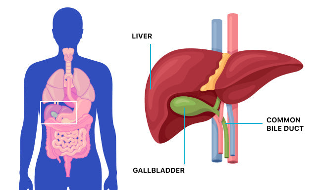 Ayurvedic Treatment of Gallbladder Stones