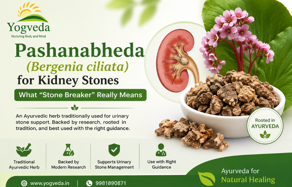 Pashanabheda (Bergenia ciliata) for Kidney Stones: What Stone Breaker Really Means