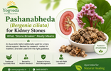 Pashanabheda (Bergenia ciliata) for Kidney Stones: What Stone Breaker Really Means